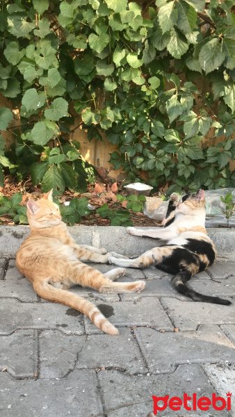 Tekir Kedi, Kedi  inci fotoğrafı