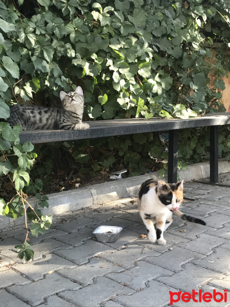 Tekir Kedi, Kedi  inci fotoğrafı