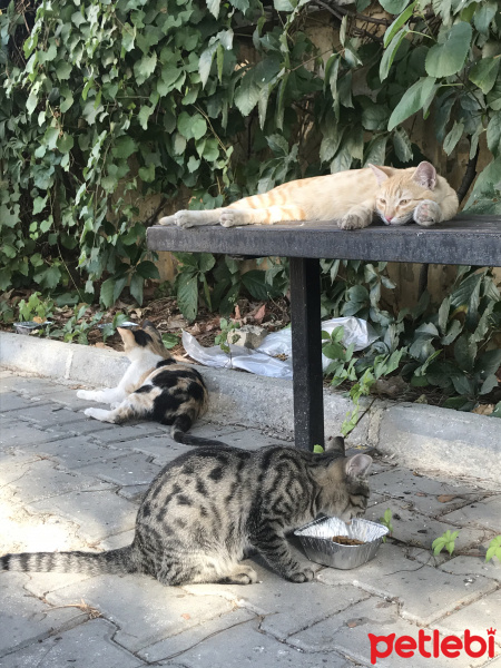Tekir Kedi, Kedi  inci fotoğrafı