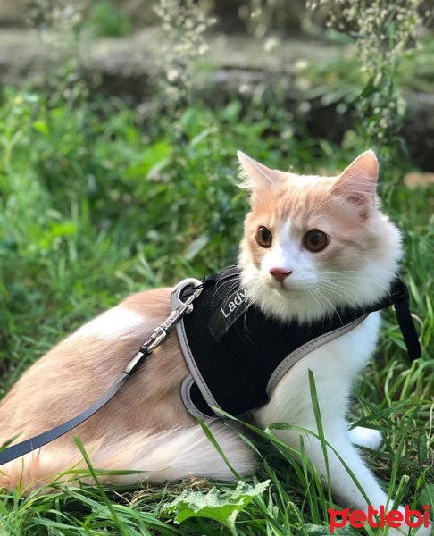 Sarman, Kedi  Duman fotoğrafı