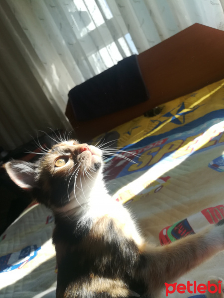 Tekir Kedi, Kedi  Alaca fotoğrafı
