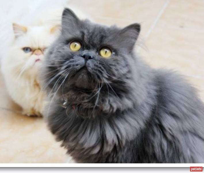 İran Kedisi (Persian), Kedi  Joseph fotoğrafı