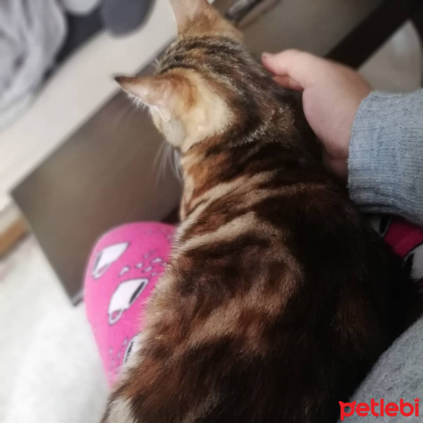 Tekir Kedi, Kedi  Minnoş fotoğrafı
