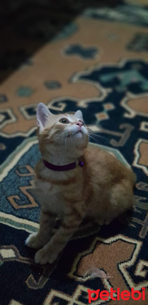 Sarman, Kedi  Mathilda fotoğrafı