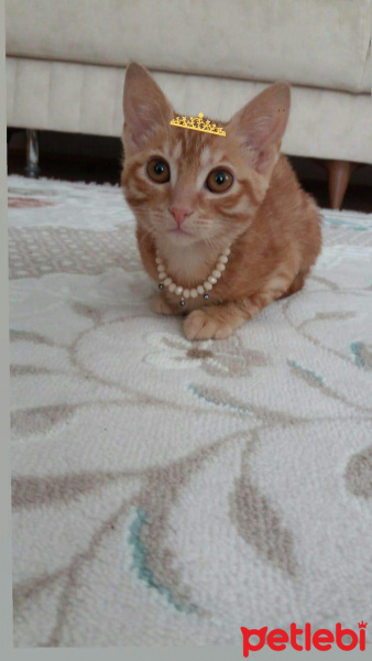 Sarman, Kedi  Güneş fotoğrafı