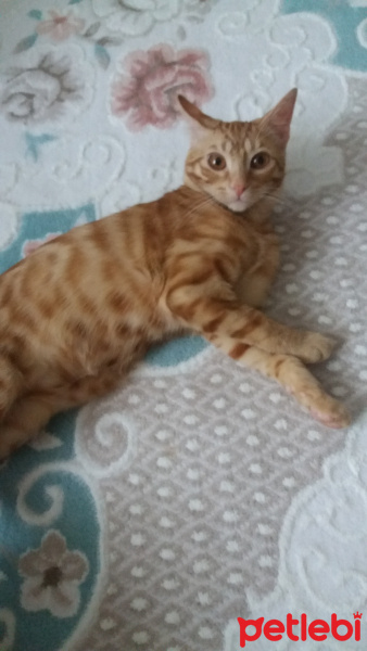 Sarman, Kedi  Güneş fotoğrafı