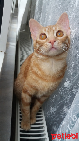 Sarman, Kedi  Güneş fotoğrafı