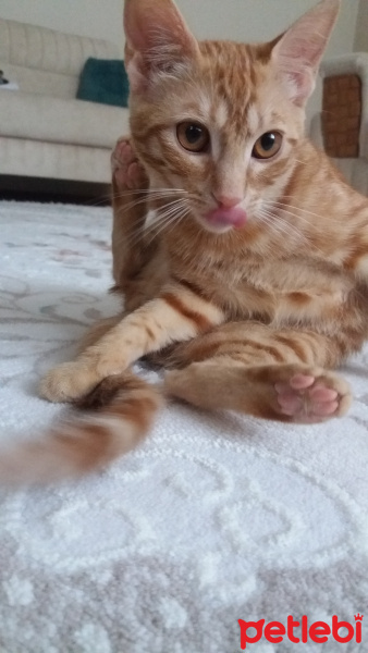 Sarman, Kedi  Güneş fotoğrafı