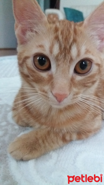 Sarman, Kedi  Güneş fotoğrafı