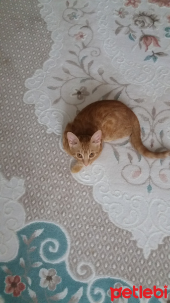 Sarman, Kedi  Güneş fotoğrafı