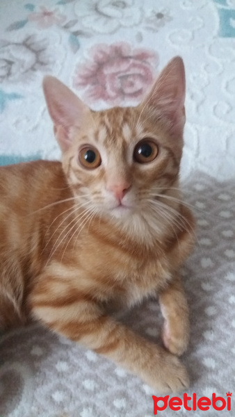 Sarman, Kedi  Güneş fotoğrafı