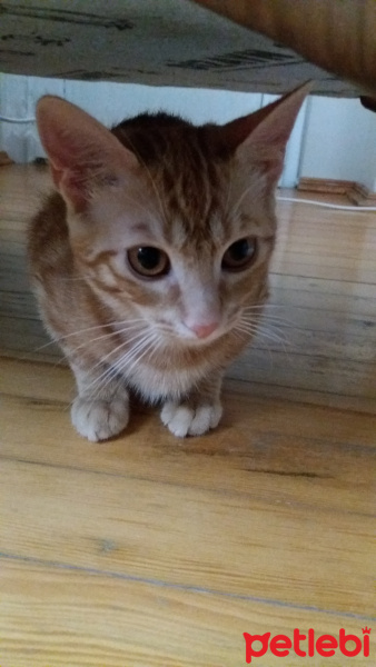 Sarman, Kedi  Güneş fotoğrafı