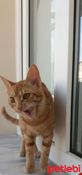 Sarman, Kedi  Güneş fotoğrafı