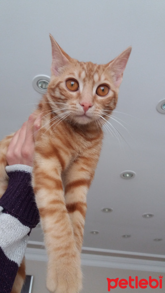 Sarman, Kedi  Güneş fotoğrafı