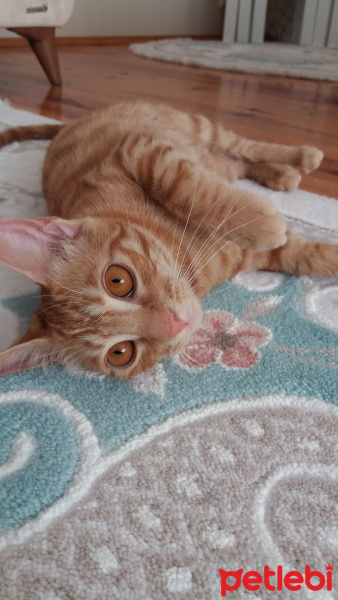 Sarman, Kedi  Güneş fotoğrafı