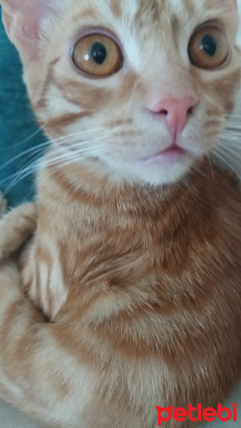 Sarman, Kedi  Güneş fotoğrafı