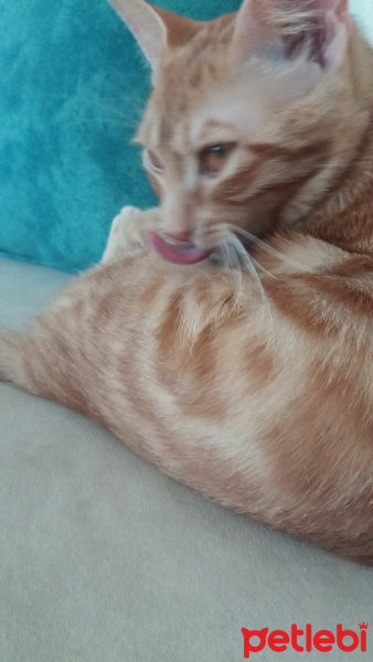 Sarman, Kedi  Güneş fotoğrafı