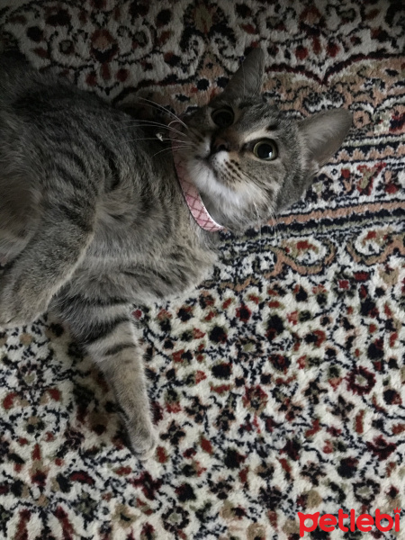 Tekir Kedi, Kedi  Saadet fotoğrafı