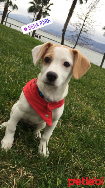 Jack Russell Terrier, Köpek  Mısha fotoğrafı