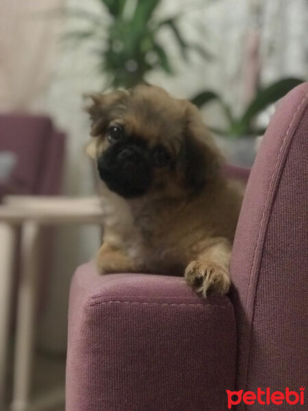 Pekingese, Köpek  Pars fotoğrafı