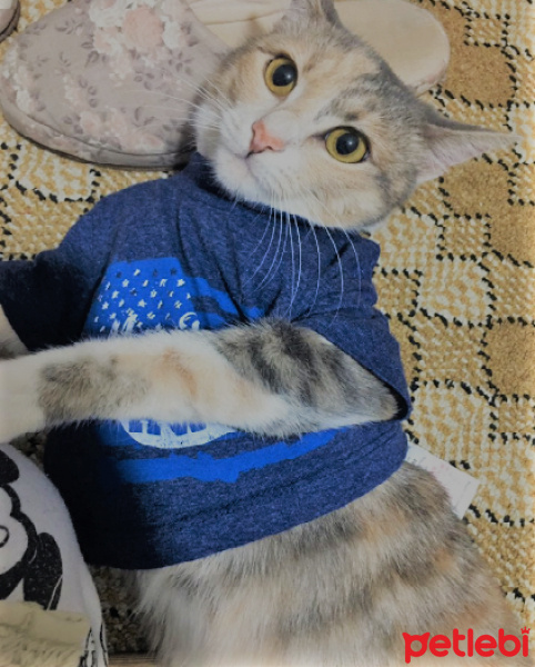 Tekir Kedi, Kedi  Maya fotoğrafı