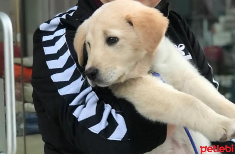 Labrador Retriever, Köpek  Paşa fotoğrafı