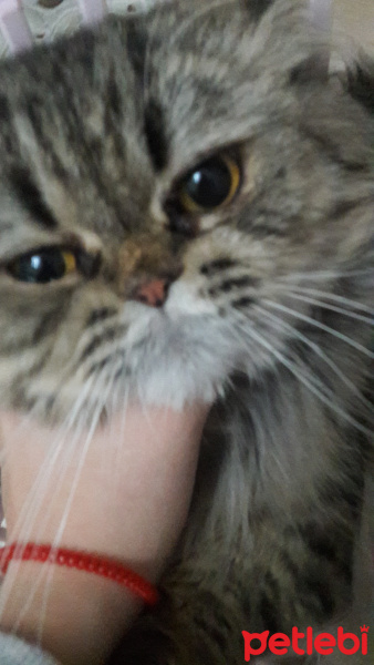 Chinchilla, Kedi  Pati fotoğrafı