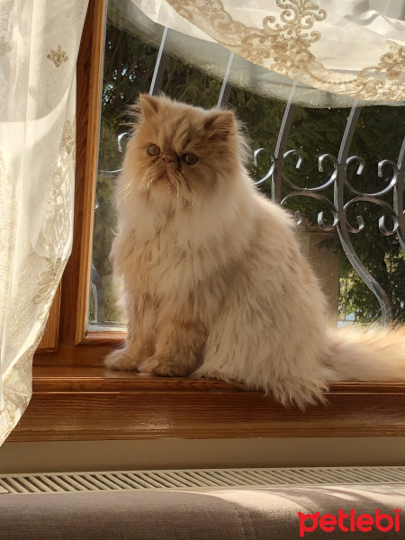İran Kedisi (Persian), Kedi  Kaju fotoğrafı