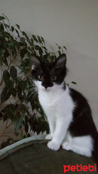 Tekir Kedi, Kedi  Buğday fotoğrafı