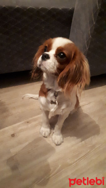 Cavalier King Charles Spanieli, Köpek  Mira fotoğrafı