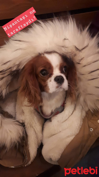 Cavalier King Charles Spanieli, Köpek  Mira fotoğrafı