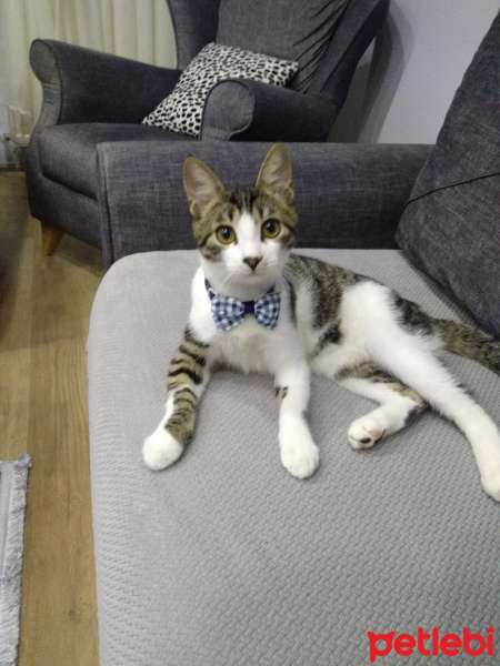 American Curl, Kedi  Rıfkı fotoğrafı