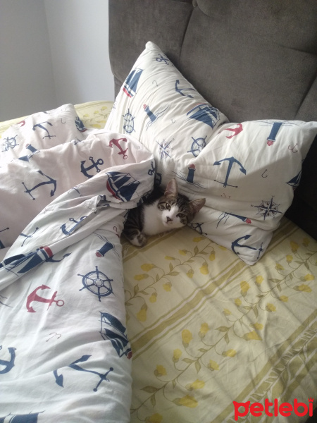 American Curl, Kedi  Rıfkı fotoğrafı