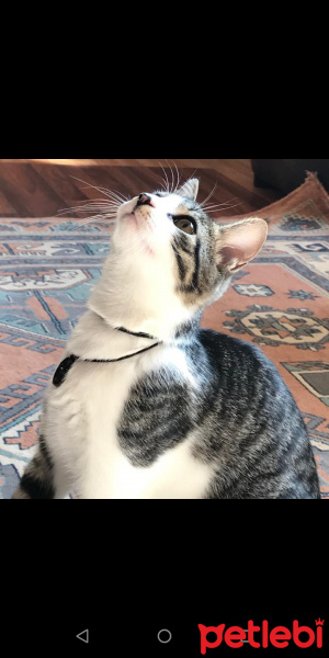 American Curl, Kedi  Rıfkı fotoğrafı