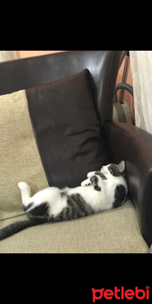 American Curl, Kedi  Rıfkı fotoğrafı