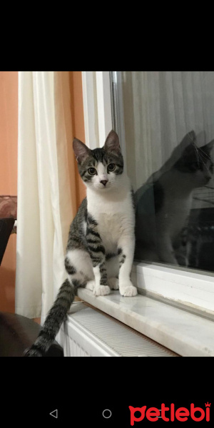 American Curl, Kedi  Rıfkı fotoğrafı