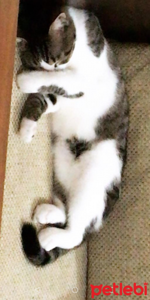 American Curl, Kedi  Rıfkı fotoğrafı