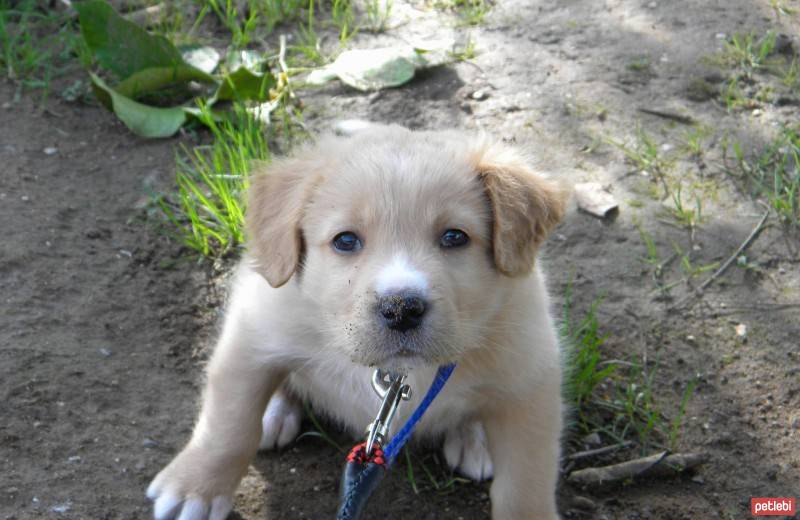 Golden Retriever, Köpek  Mafia fotoğrafı