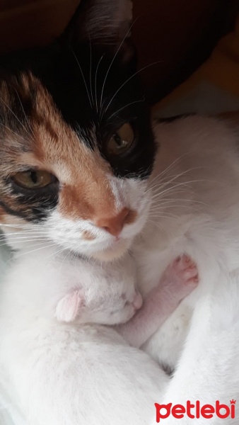 Tekir Kedi, Kedi  Puzzle fotoğrafı