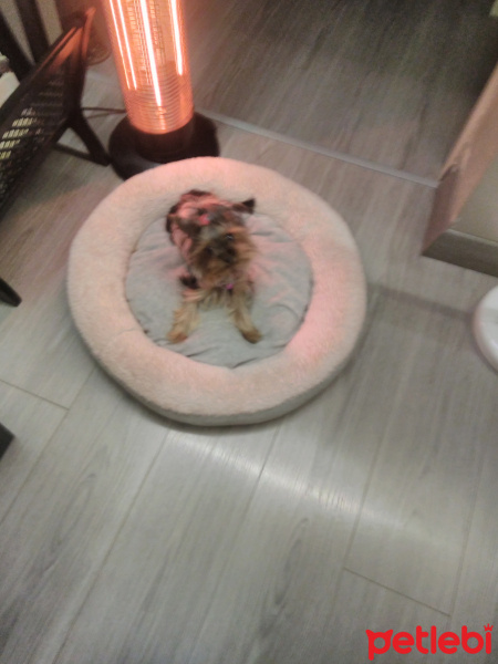 Yorkshire Terrier, Köpek  Mira fotoğrafı