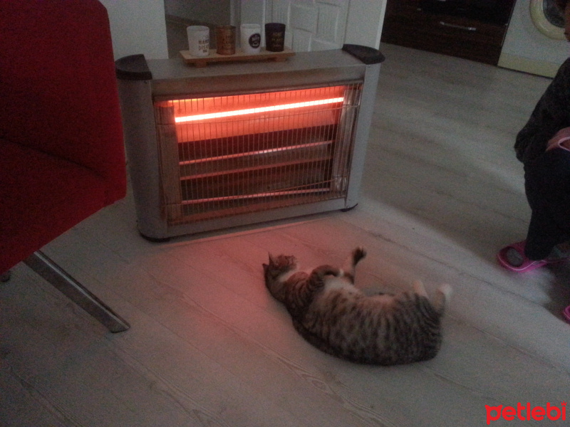Tekir Kedi, Kedi  Kimi fotoğrafı
