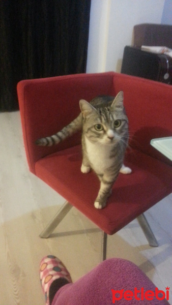Tekir Kedi, Kedi  Kimi fotoğrafı