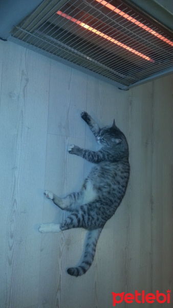 Tekir Kedi, Kedi  Kimi fotoğrafı