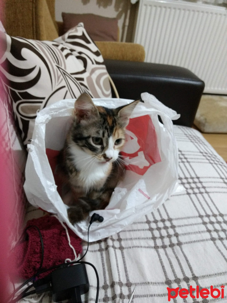 Tekir Kedi, Kedi  Pamuk ve boncuk fotoğrafı
