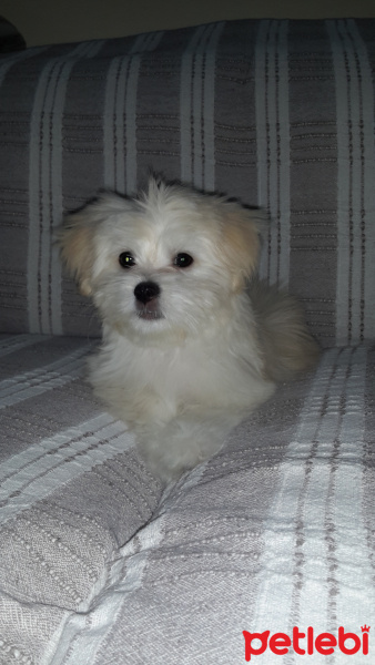 Maltese, Köpek  Şakira fotoğrafı