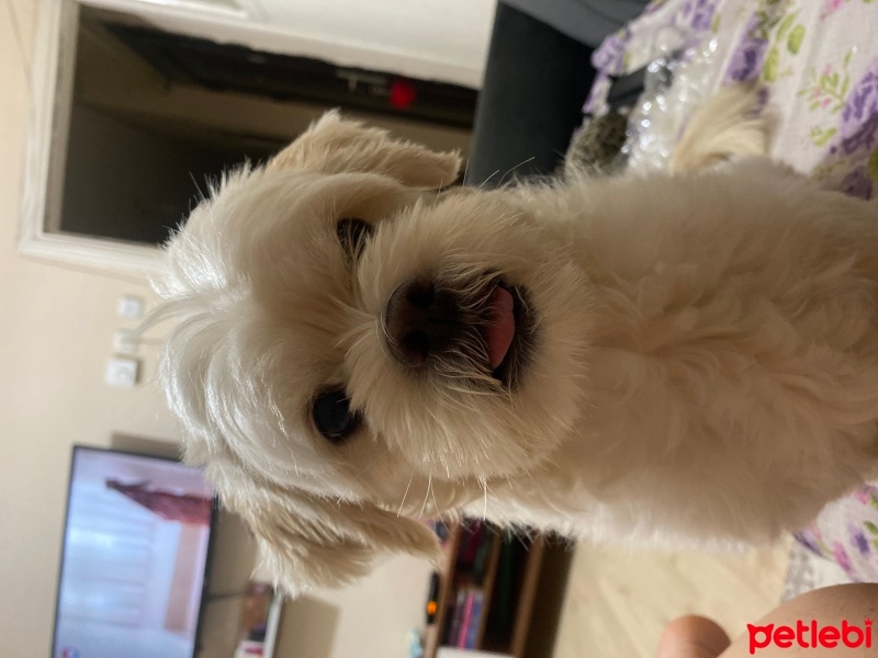 Maltese, Köpek  Şakira fotoğrafı