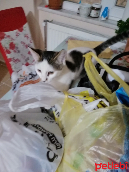 Tekir Kedi, Kedi  Mırmır fotoğrafı