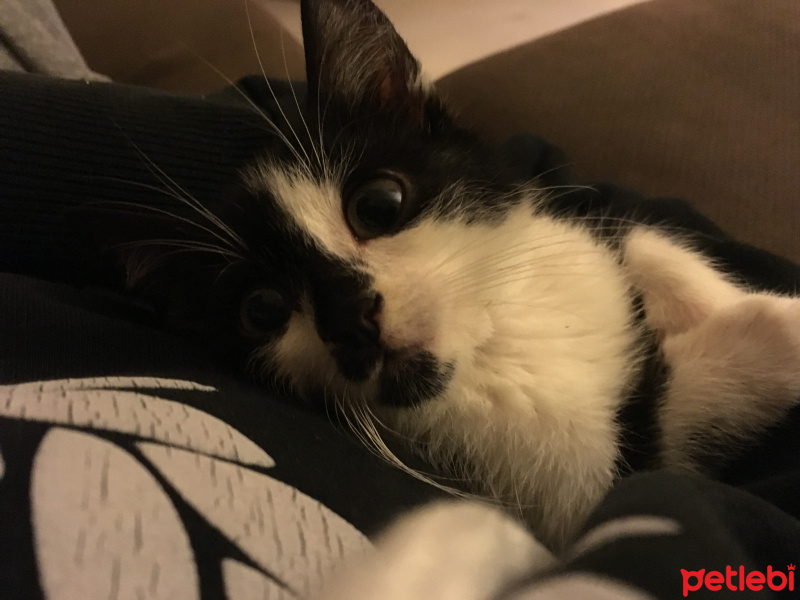 Tekir Kedi, Kedi  Murtiko fotoğrafı