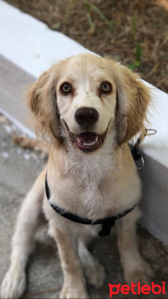 Amerikan Cocker Spaniel, Köpek  Bal Kusadasi fotoğrafı