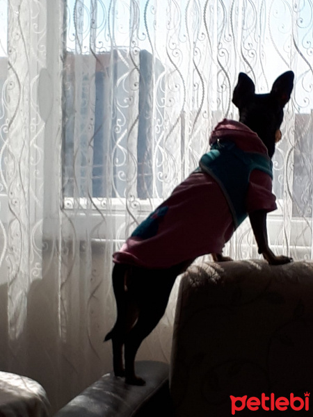 Minyatür Pinscher, Köpek  Lokum fotoğrafı
